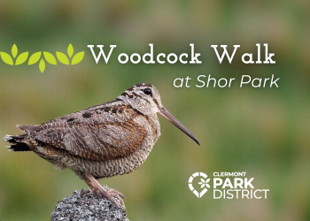 A round, mottled brown bird with large eyes and a long beak (a woodcock) with white text that says Woodcock Walk at Shor Park 